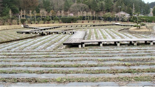 09花しょうぶ園.JPG