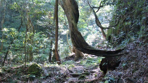 ７樹林帯（３２－０１１３）（００）岩屋寺 (28).JPG