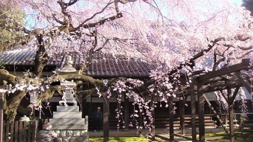 １０シダレ桜と本堂（２３－０７０１）（００）長製寺 (25).JPG