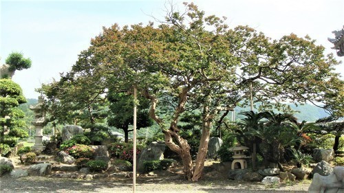 5サルスベリ(18-0108)(00)正善寺 (14).JPG