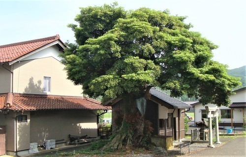 7弁天堂のタモ(18-0108)(00)正善寺 (21).JPG