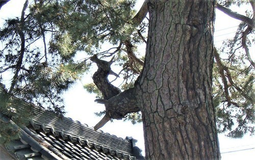 6松の枝(18-1018)(00)福智院 (15).JPG