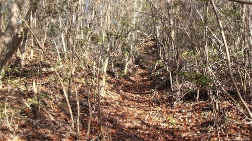 14(28-0000)栄運寺探し回る.JPG