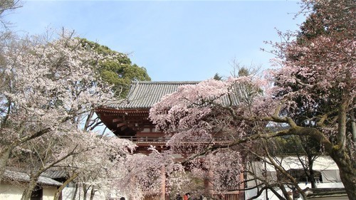 １３仁王門（２６－００００）醍醐寺 (9).JPG