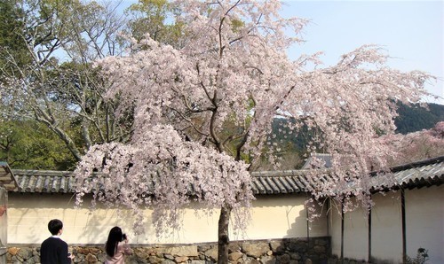 ４３三宝院クローン桜（２６－００００）醍醐寺 (21).JPG