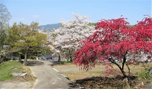 41光照寺(35-0000)福山 (20).JPG