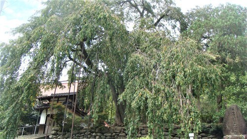 2しだれ桜(28-6310)西方寺 (1).JPG