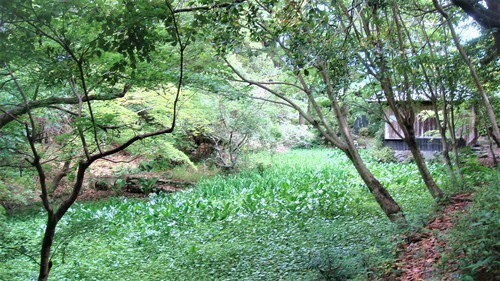 ５庭園（２４－２３０７）本楽寺  (13).JPG