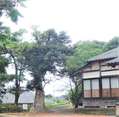 5モチノキ(17-2201)常徳寺 (19).JPG