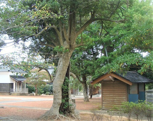 6モチノキ(17-2201)常徳寺 (15).JPG