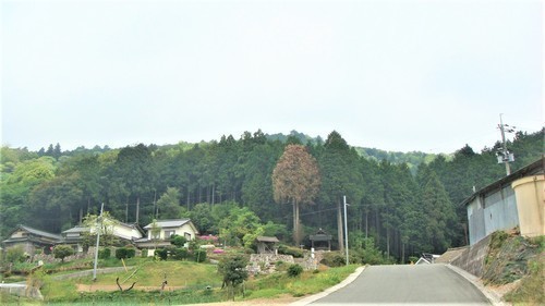 １黒髪山へ（３３－４２０４）青龍寺 (31).JPG