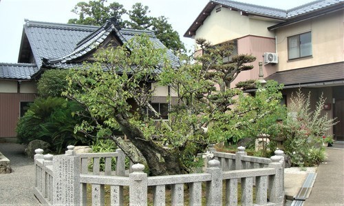 5梅の古木(18-2215)称名寺 (9).JPG