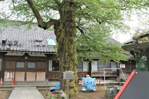 3本堂とソメイヨシノ(17-1056)玉龍寺 (6).JPG