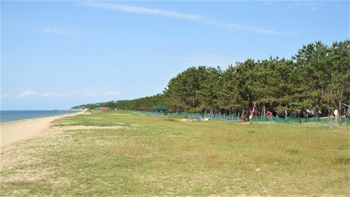 1慶野松原(28-0000)願海寺 (2).JPG