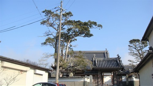 2嶺雲寺クロガネモチ(28-0000)兵庫県福崎 (2).JPG