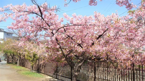 4淀の河津桜(26-0000)淀行く (5).JPG