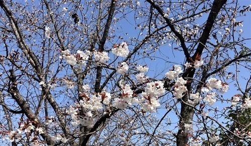 ２ソメイヨシノが咲きあした（２６－００００）淀行く (1).JPG