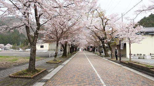 １参道（２１－００００）淡墨桜 (1).JPG