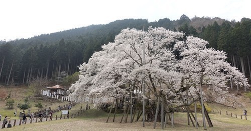 ７淡墨桜（２１－００００）淡墨桜 (14).JPG
