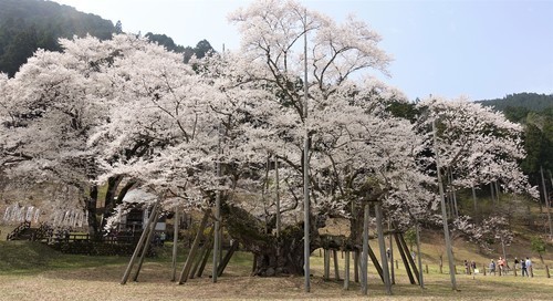 ２淡墨桜（２１－０００１）淡墨桜 (2).JPG