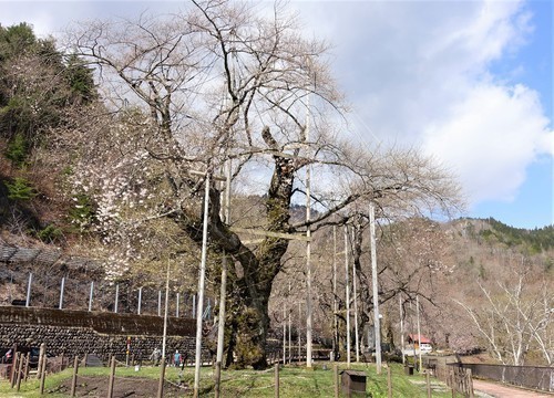 0手前(南)照蓮寺桜奥北(21-0000)荘川町 (2).JPG
