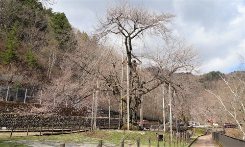 1光輪寺桜(21-0000)荘川町 (3).JPG