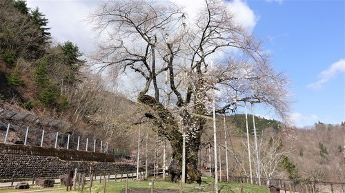 2照蓮寺桜(21-0000)荘川町 (5).JPG
