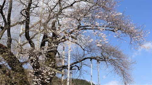 3照蓮寺桜(21-0000)荘川町 (6).JPG