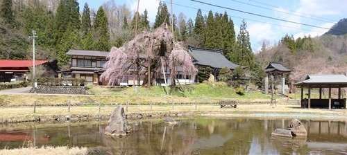 1西光寺としだれ(21-0000)清見町 (4).JPG