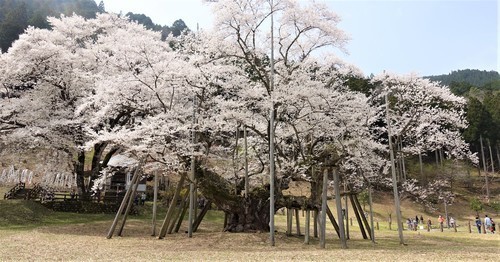 ２（２１－０００３）淡墨桜 (2).JPG