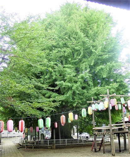 ４（１２－０９）（００）千葉寺イチョウの木.JPG