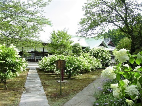 12(12-17)(00)神野寺ヤマアジサイ3.JPG