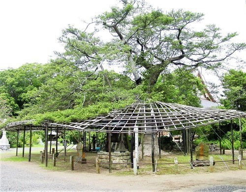 6(12-18)(00)鏡忍寺降神の槇.JPG