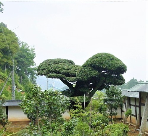 7マキ(18-2002)(00)大成寺マキの木.jpg