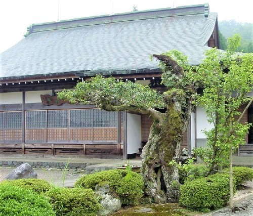 6紅梅(18-2002)(00)大成寺紅梅古木.jpg