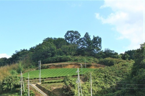 ３増茶畑（２９－７５３）安養寺 (14).JPG