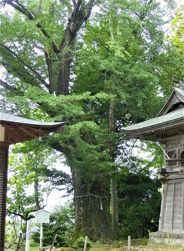 １７（２６－９０１）（００）松尾寺銀杏の木.jpg