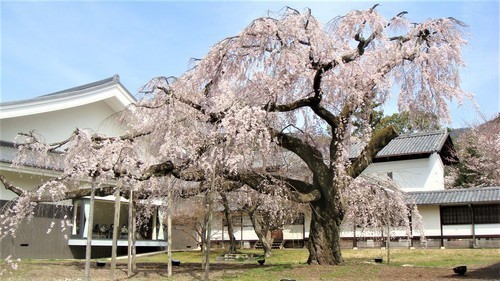 （２６－０１２０）醍醐寺霊宝館 (11)しだれ桜.JPG