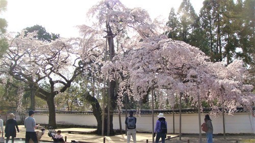 37大玄関前の2本目しだれ桜(26-9001)三宝院 (11).JPG