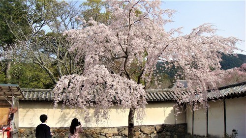 ３５クローン桜（２６－９００１）三宝院 (9).JPG