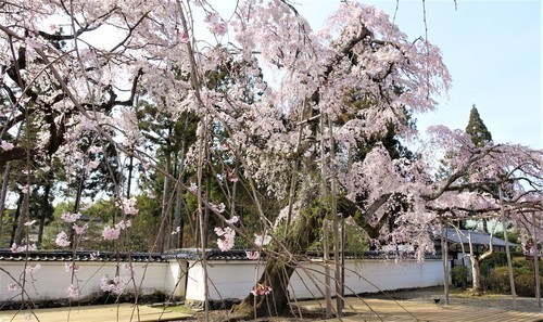 ３６大玄関前しだれ桜（２６－９００１）三宝院 (14).JPG