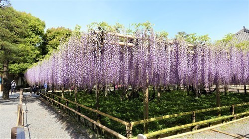 2(26-1020)藤 (1).JPG