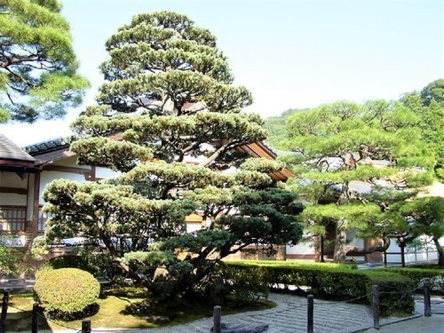 6庫裡前(26-109)(00)銀閣寺境内(庫裡前).jpg