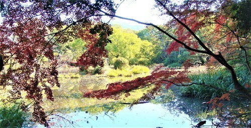 27氷室池(26-402)勧修寺紅葉 (5).JPG