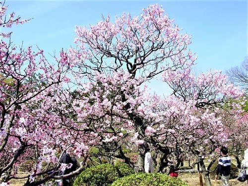 (15梅園(26-4012)(00)随心院 (16).jpg