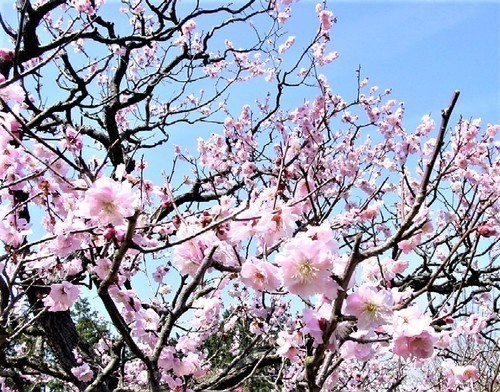 (16梅園(26-4012)(00)随心院 (17).jpg