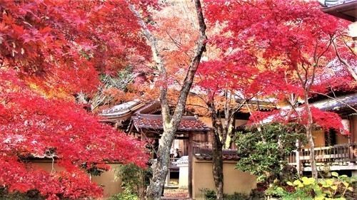 51(26-5610)勝持寺 (1).JPG