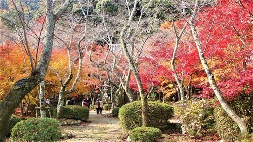 53(26-5610)勝持寺 (4).JPG