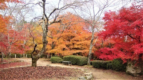 57(26-5610)勝持寺 (12).JPG