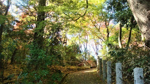 １６本堂裏山（２６－７０００）海住山寺  (2).JPG
